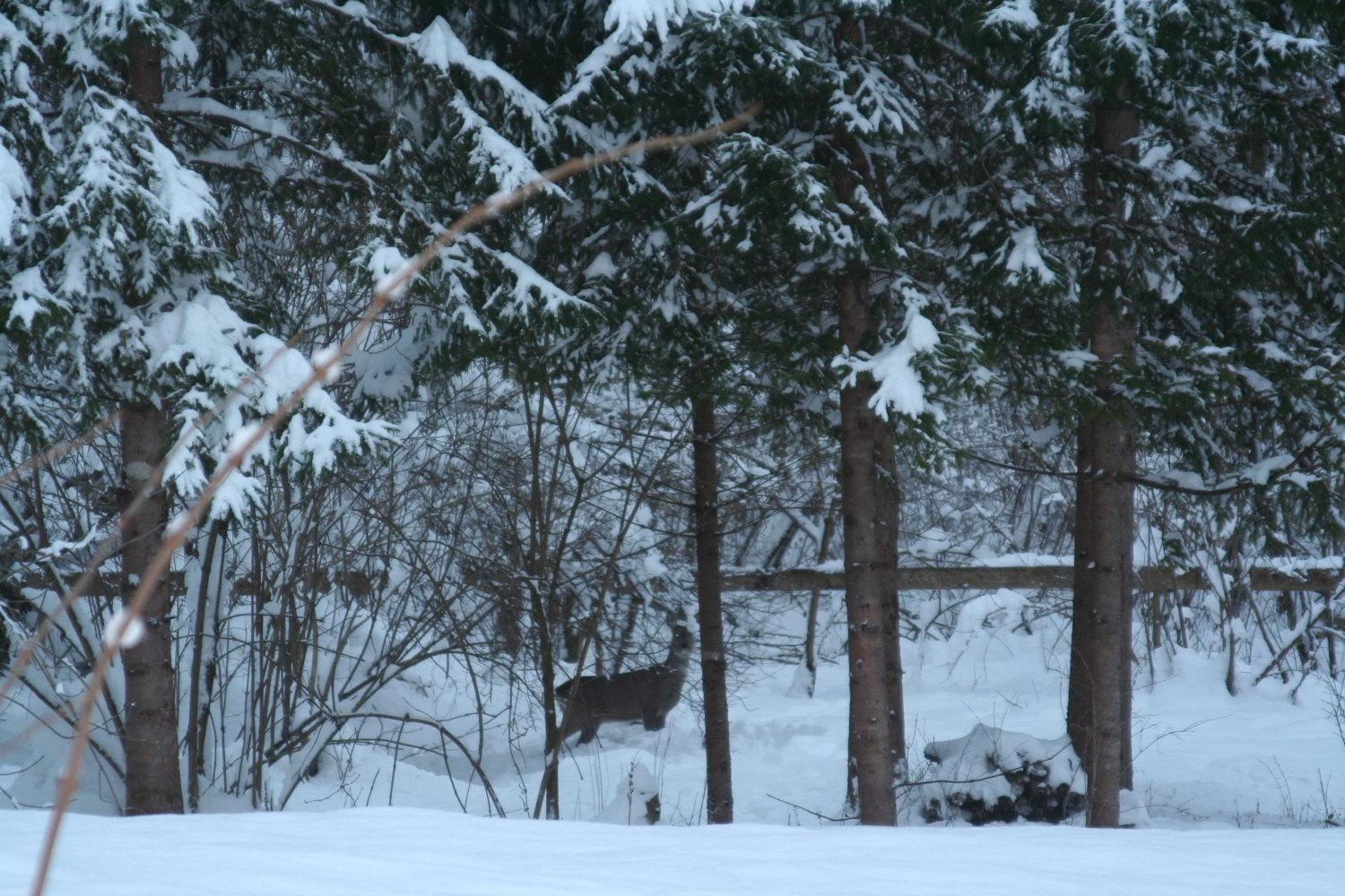 Das Kleine Paradies Hermagor-Pressegger See Zewnętrze zdjęcie